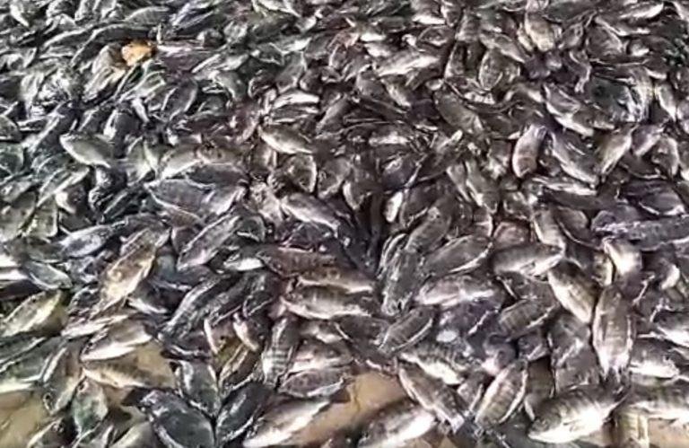 53K kilos nga tilapia nangamatay sa Lake Sebu