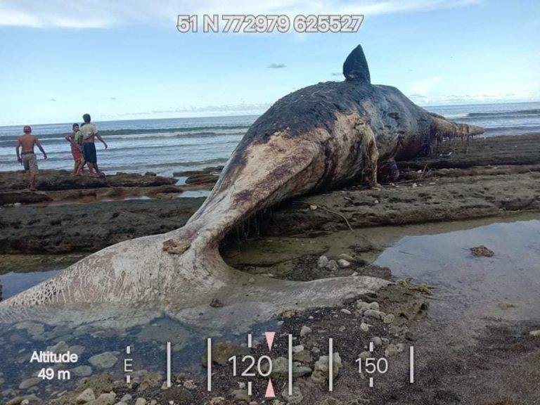 Lifeless sperm whale found in Davao Occidental shores