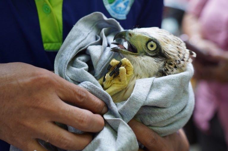 Baby Serpent Eagle rescued from poacher
