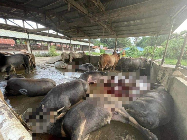 13 ka karabao ug baka gitingal og tubig aron mamatay ug bug-at ang karne