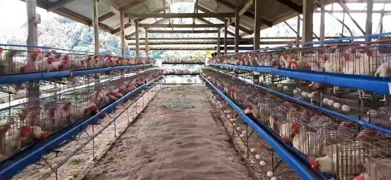 Solon wants animals evacuated too during calamities