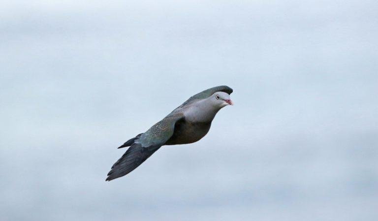Over 100 birds seek refuge at the Aboitiz cleanergy park in Davao