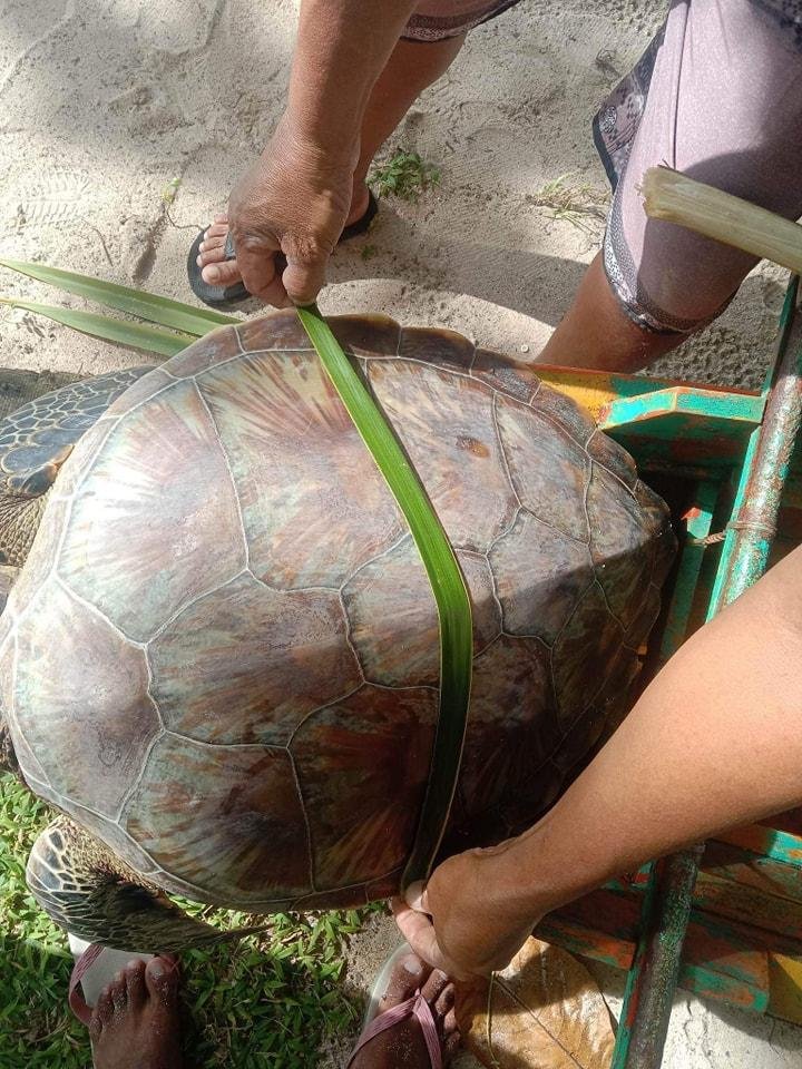 green sea turtle
