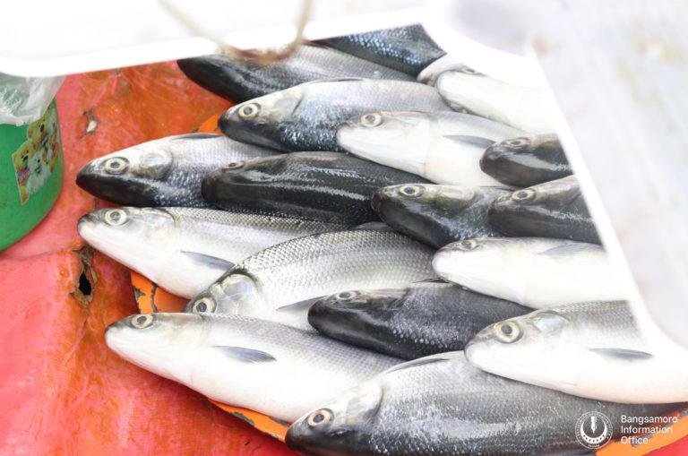Bangsamoro region tops fish production  in PH-PSA