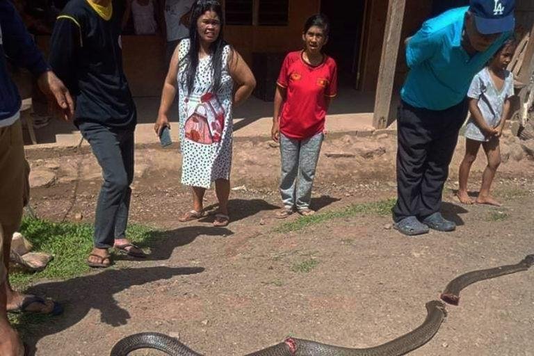 Dying King Cobra bites and kills onlooker