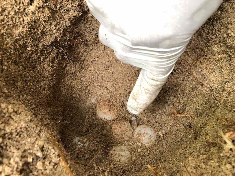 Aboitiz Cleanergy Park welcomes two  Hawkbill Seat Turle nest