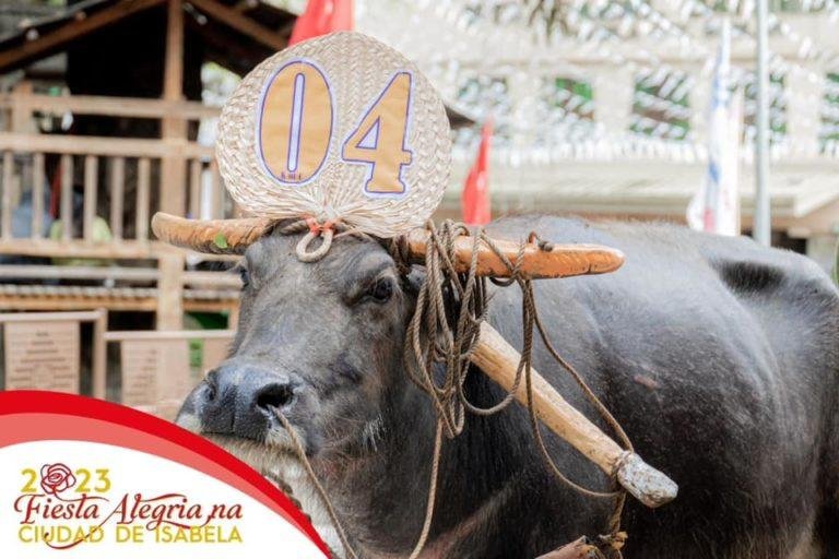 Carabaos Parade the Streets of Isabela City in Basilan for Cathedral Parish Feast
