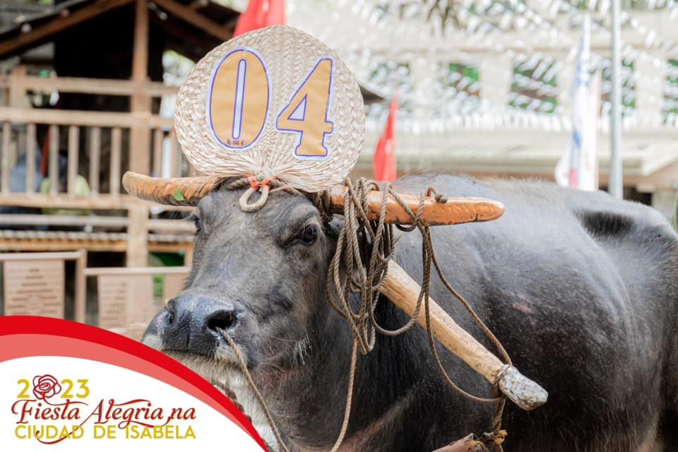 carabao-ciudad-isabela