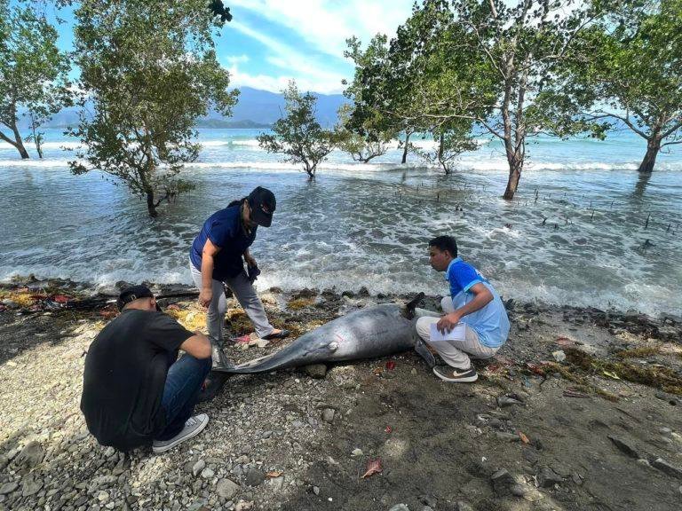 Dead bottlenose dolphin discovered in Mati City