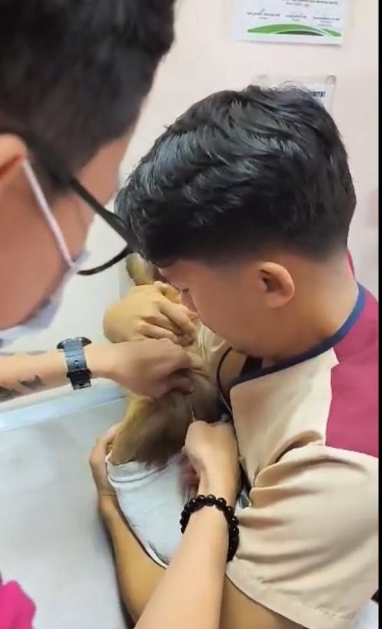 Koronadal LGU to implant microchips in dogs to control rabies