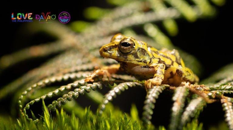The endangered species inside Mt. Hamiguitan