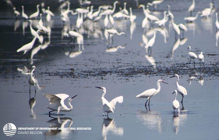 DENR warns public on influx of  migratory birds