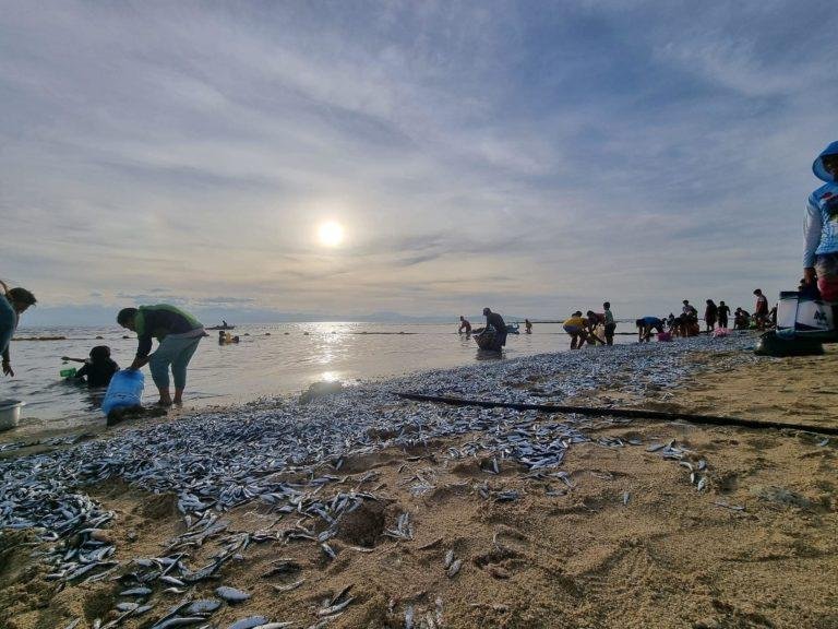 School of fish washed ashore in Sarangani province