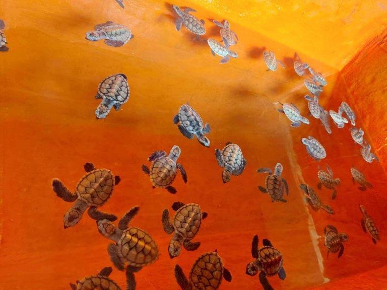 DENR cites resort owner for illegal possession of  endangered  sea turtle hatchlings