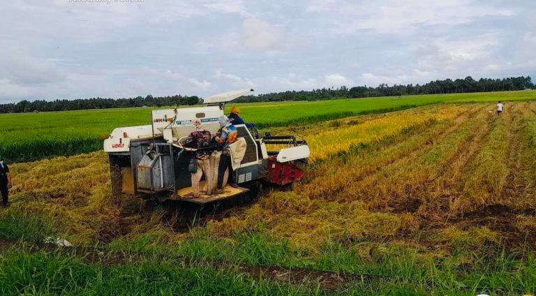 Misamis Occidental’s rice sufficiency program yields high production