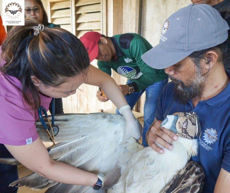 Two airgun pellets  hurt   Eagle “Kalatungan”