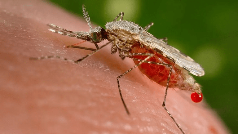 Kaso sa Malaria misaka og 90% sa tuig 2023-DOH