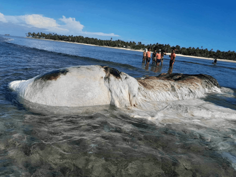 2 dead sperm whales found in Siargao Island in ten days