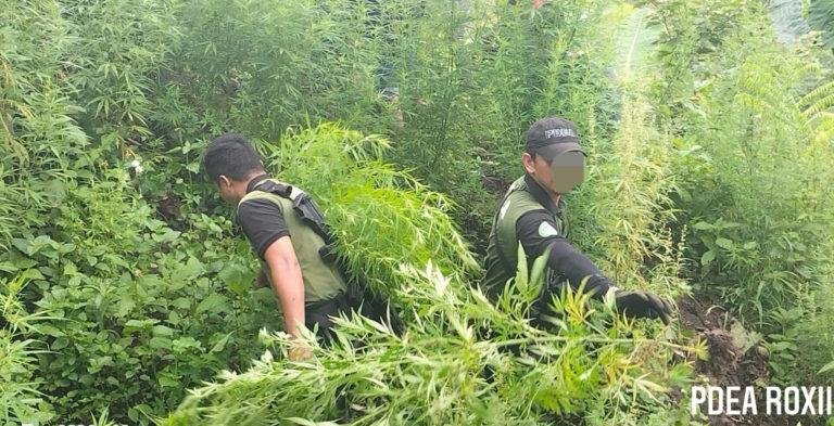US  nagsugyot nga ikonsidera ang marijuana isip low-risk nga droga