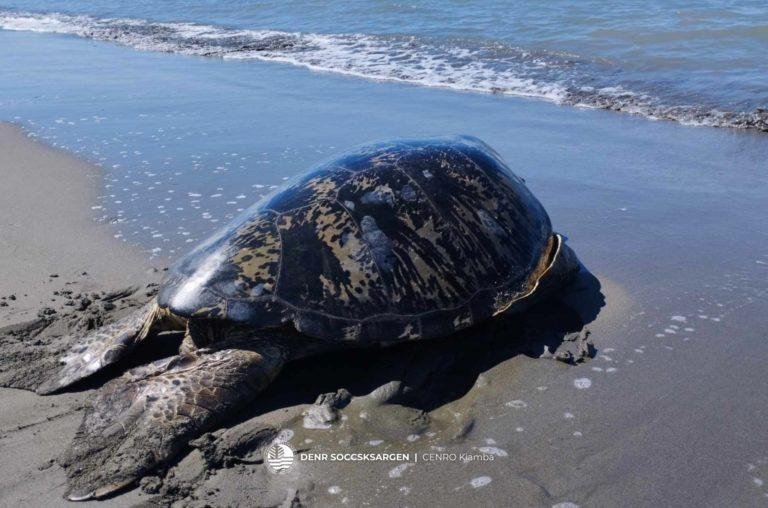 80-year-old sea turtle crawls back to the sea after rescued