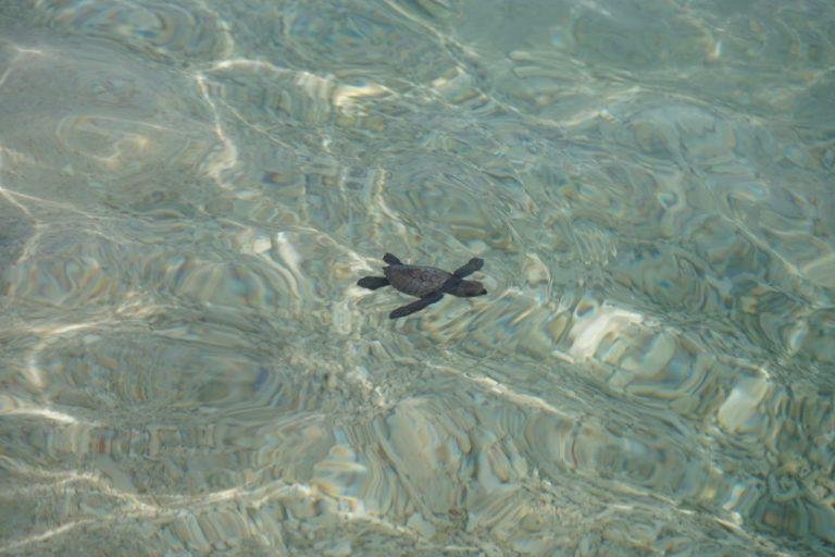 39 olive ridley turtle hatchling  released in Zamboanga