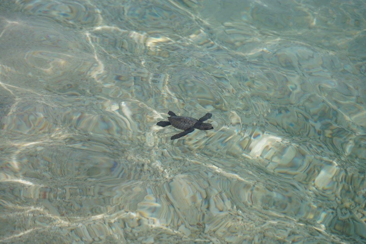 Olive ridley turtle hatchlings