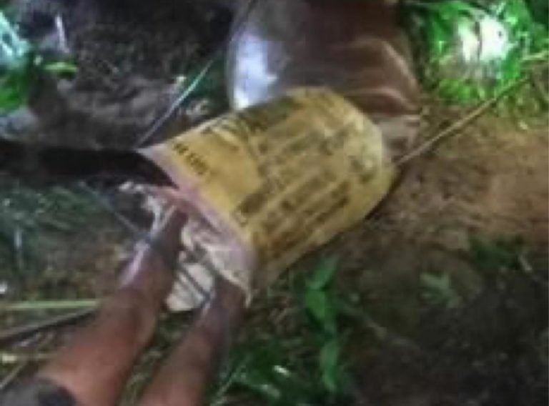 Mag-uuma nga Teduray ug iyang kabayo patay human naigo sa kilat