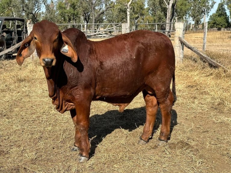 Temporaryong  i-ban  sa Pilipinas ang pagsulod sa buhi ug karne sa baka gikan sa UK tungod sa Mad Cow Disease