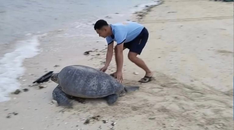 Police officer rescues and returns trapped green sea turtle to the Sea in Tawi-Tawi