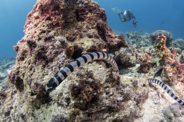 Davao Dive Expo highlights sustainability and underwater treasures