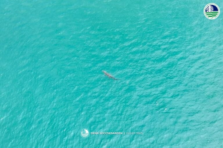 DENR-12 urges vigilance following crocodile sightings in Sarangani Bay