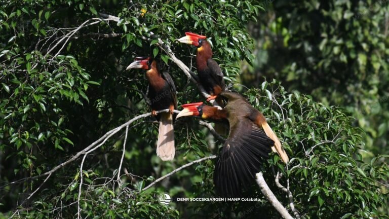 3 adults, 1 juvenile southern rufous hornbill documented in MANP Cotabato