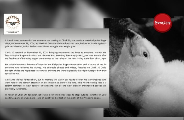 Philippine Eagle chick no. 30 passes away at breeding sanctuary
