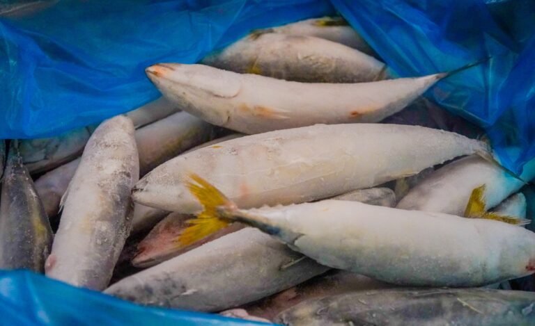 DA plans to distribute seized mackerel for typhoon relief to support food security