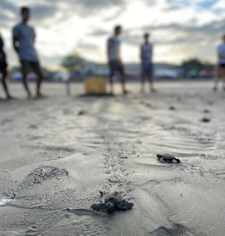 87 Baby turtles released in Dilopog City
