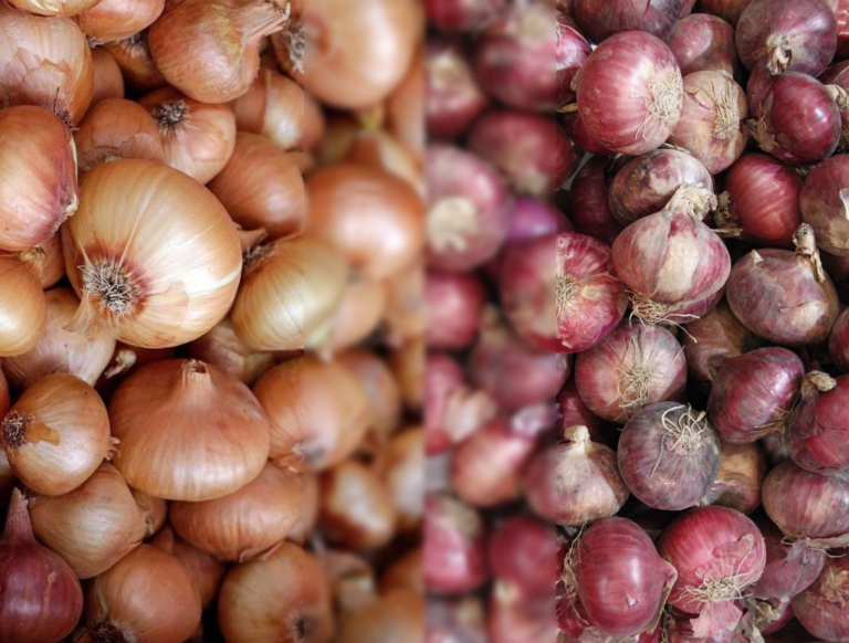 Agriculture Secretary orders inspection of onion warehouses amid price manipulation concerns