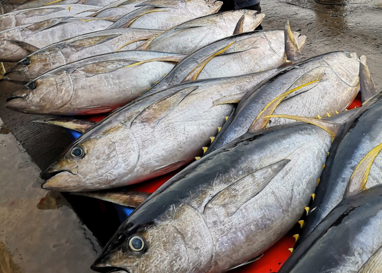 DA Chief approves fish import guidelines to stabilize supply and prices