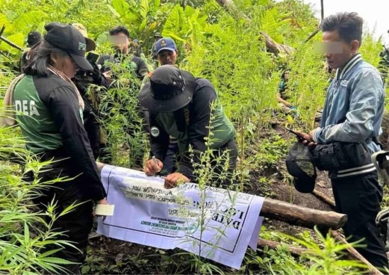 PDEA agents destroy ₱2.2M worth of marijuana plants in Sarangani
