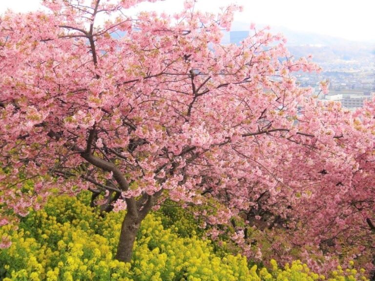 Japan waives Visa fee for tourist travelers, 5 visa centers opens on April 7
