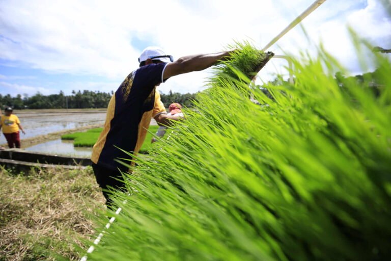 Boosting Rice Production in the Philippines: Techno Farms, Policies, and Price Challenges