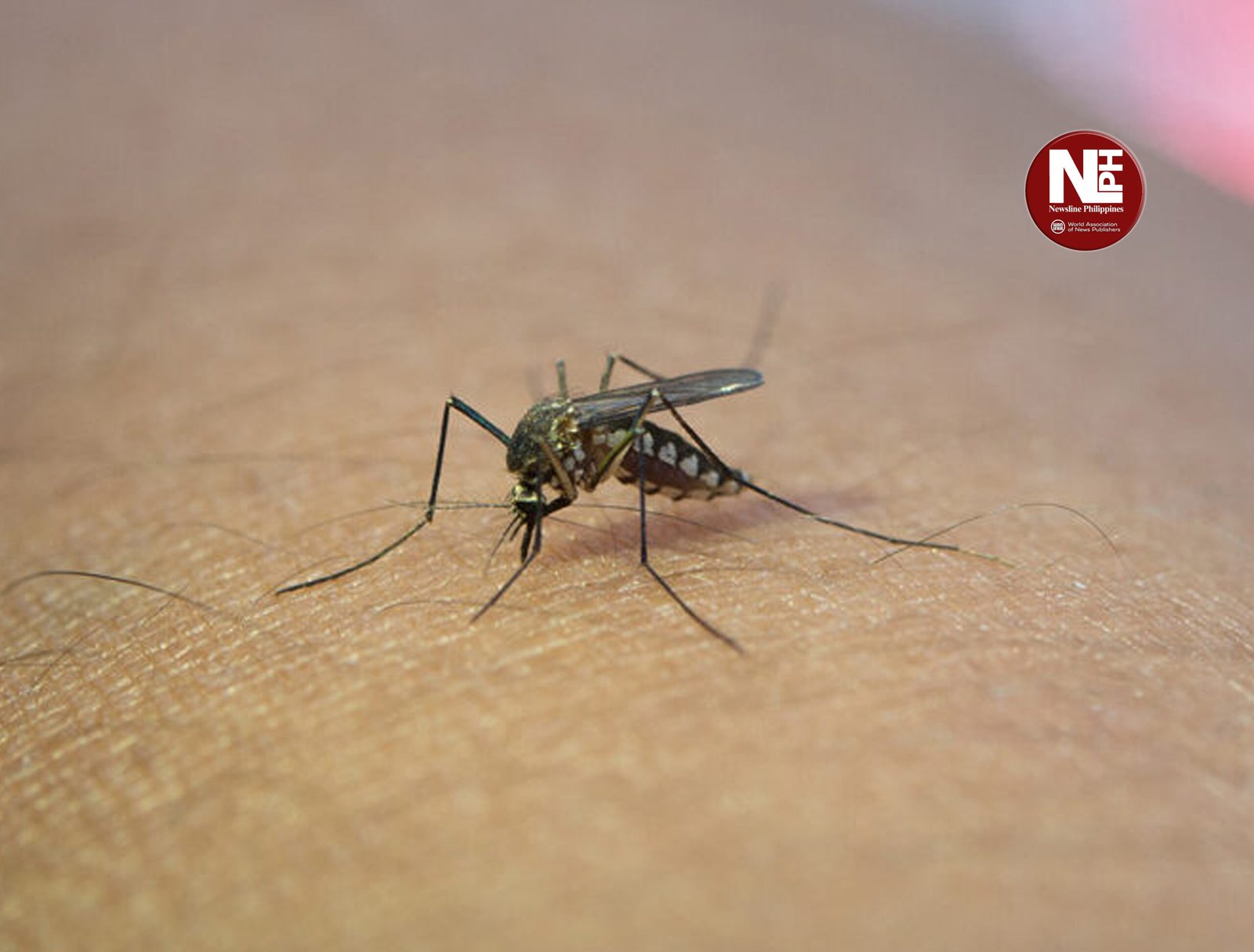 DENGUE MOSQUITO1