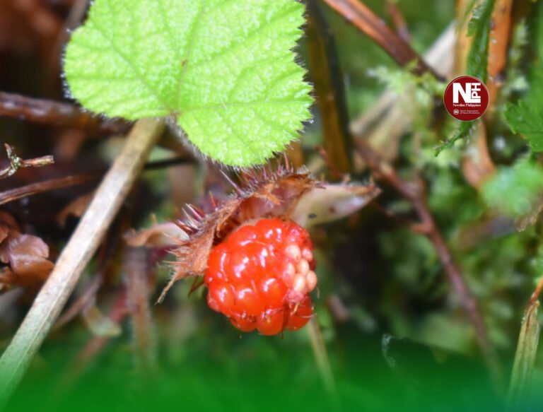 Rare “Wild Jewel”: Raspberry-like plant highlights Mt. Apo’s natural wealth