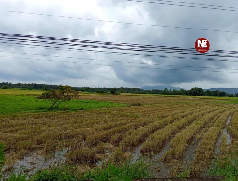 DA readies over ₱3 Billion in aid for farmers and fishers hit by recent typhoons