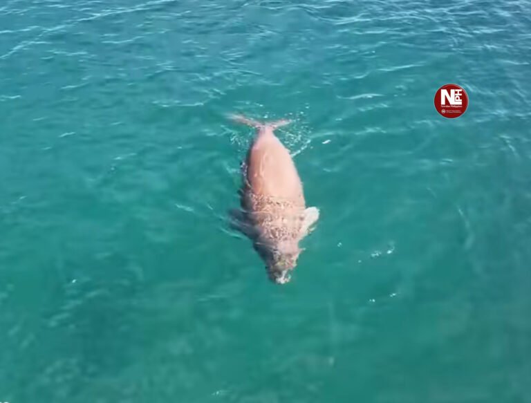 Dugong spotted in Sarangani Bay, experts call for stronger protection of endangered species