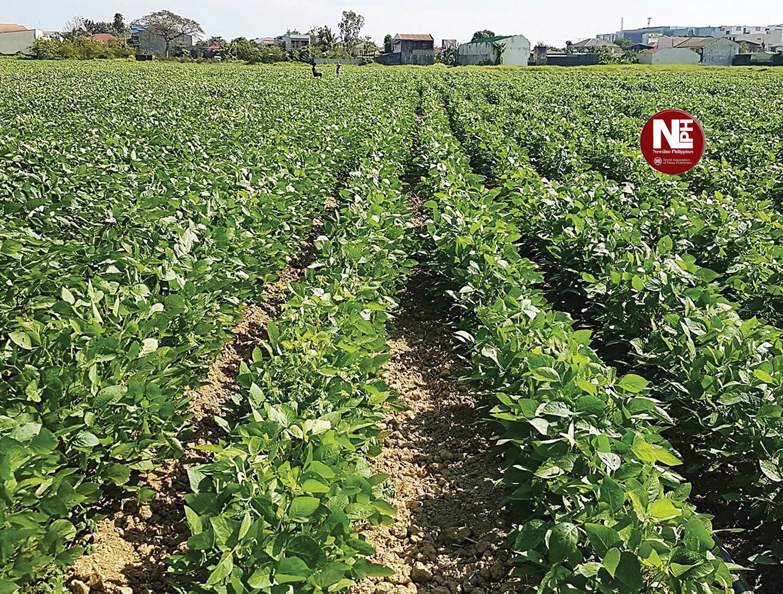 SOYBEAN FARMER IN SURIGAO