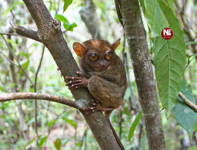 Biodiversity on the Brink: 30% of PH land vertebrates facing extinction