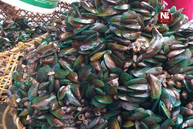Misamis Oriental warns vs. shellfish amid algal bloom