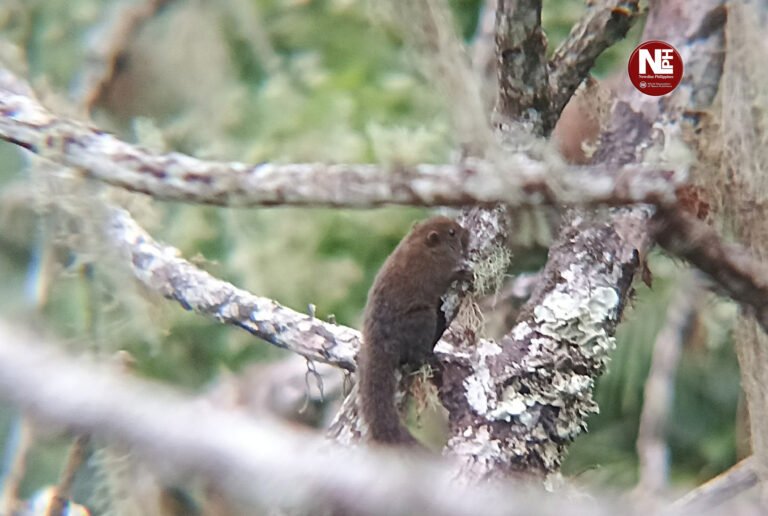 Rare Mindanao squirrels spotted in Cotabato uplands — proof the forests still breathe