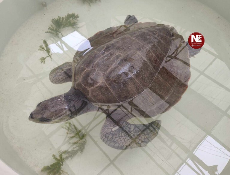 Rehabilitated Olive Ridley Turtle returns to Sea, boosting conservation efforts