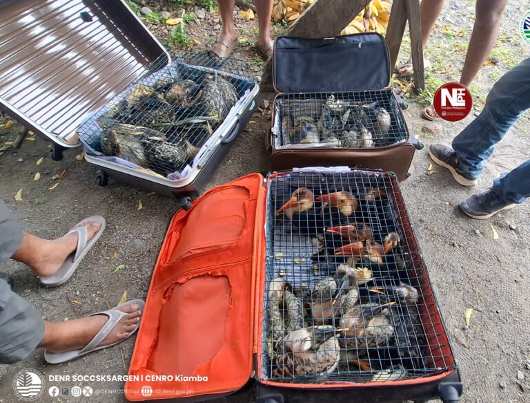 Sarangani cops confiscated 25 endangered bird species